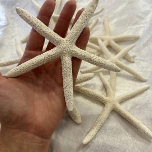 stelle marine naturali