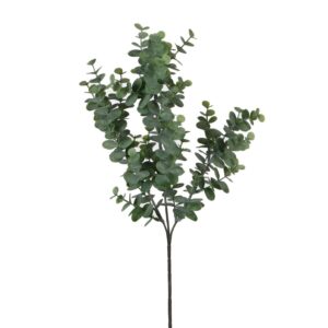 bush eucalipto