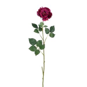 rosa inglese viola